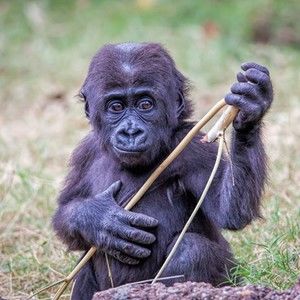 Meet your Posher, Robert